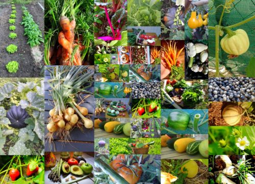 Les légumes bios sont des alliés puissants dans le traitement en nutrithérapie, ils apportent vitamines et minéraux de manière naturelle sans jamais risquer le surdosage, vous pouvez donc les ajouter en variété dans vos menus.